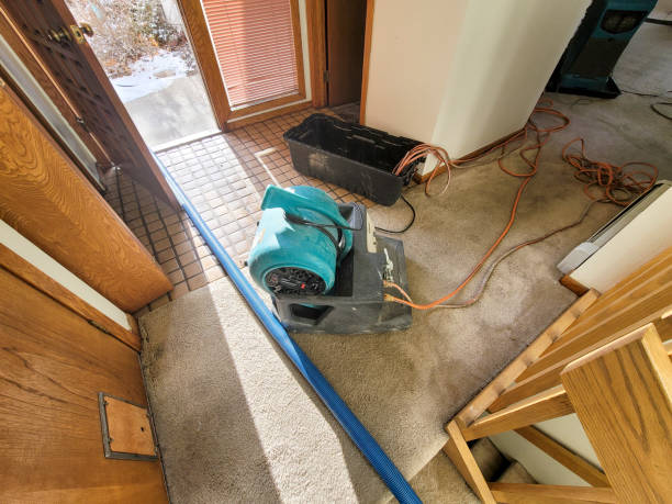Best Mold removal after water damage  in Bertram, TX